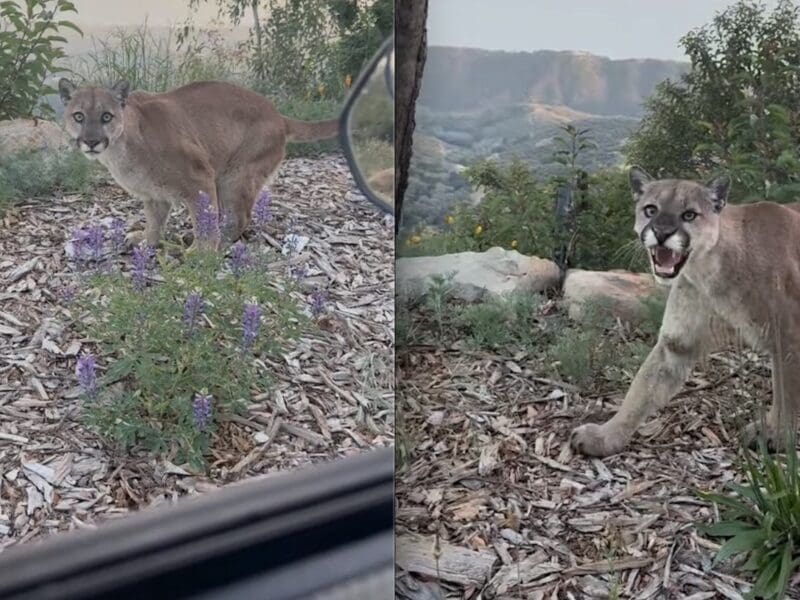 Roofer shares intense moment with mountain lion in California.